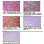Figure no. 5: Histopathological studies 