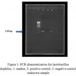 Figure 1: PCR characterization for lactobacillus acidophilus. 1: marker, 2: positive control, 3: negative control, 4: unknown sample
