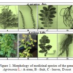 Figure 1. Morphology of medicinal species of the genus Agrimonia L.: A-stem, B - fruit, C - leaves, D-root