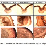 Figure 2. Anatomical structure of vegetative organs of plants: