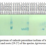 Figure 3. Spectrum of cathode peroxidase isoform of leaves (1-9), stems (10 -18) and roots (19-27) of the species Agrimonia L., 28-marker