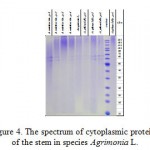 Figure 4. The spectrum of cytoplasmic proteins of the stem in species Agrimonia L.