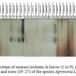 Figure 6. Spectrum of esterase isoforms in leaves (1 to 9), stems (10 - 18) and roots (19 -27) of the species Agrimonia L.