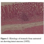 Figure 1: Histology of stomach from untreated rat showing intact mucosa (100X).