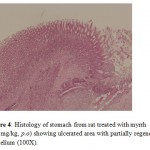 Figure 4: Histology of stomach from rat treated with myrrh (500 mg/kg, p.o) showing ulcerated area with partially regenerated epithelium (100X).