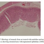 Figure 7: Histology of stomach from rat treated with ranitidine and myrrh (1000 mg/kg, p.o) showing ulcerated area with regenerated epithelium (100X).