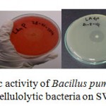 Figure 1. Screening for cellulolytic activity of Bacillus pumilus LA4P, photo image of clearing zone around colony of cellulolytic bacteria on SWA agar after 5 days 