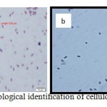 Figure 2. Morphological identification of cellulolytic bacterium 