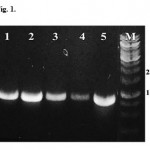 Fig. 1 The results of PCR amplifications of lipase genes. Assigned lane number is as follow 1=lipab4, 2= lipab8, 3= lipab15, 4= lipab18, 5=lipag18 and M=DNA marker.