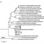 Fig. 2 Phylogenetic profile generated based on lipase sequences of the five isolates