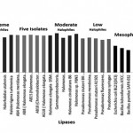 Fig. 6 Percentage GC content of lipase genes of five isolates and other related microorganism