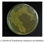 Fig.1 Growth of Pseudomonas aeruginosa on cetrimide agar