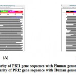 Figure 2- (A) Similarity of PRI1 gene sequence with Human genome using BLAST. (B) Similarity of PRI2 gene sequence with Human genome using BLAST.