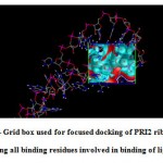 Figure 6- Grid box used for focused docking of PRI2 riboswitch covering all binding residues involved in binding of ligand.