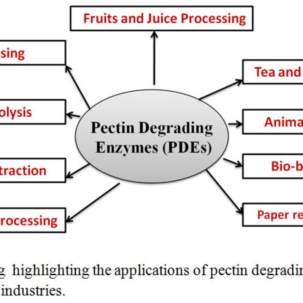 Biological Function (S) and Application (S) of Pectin and Pectin Degrading Enzymes Biosciences