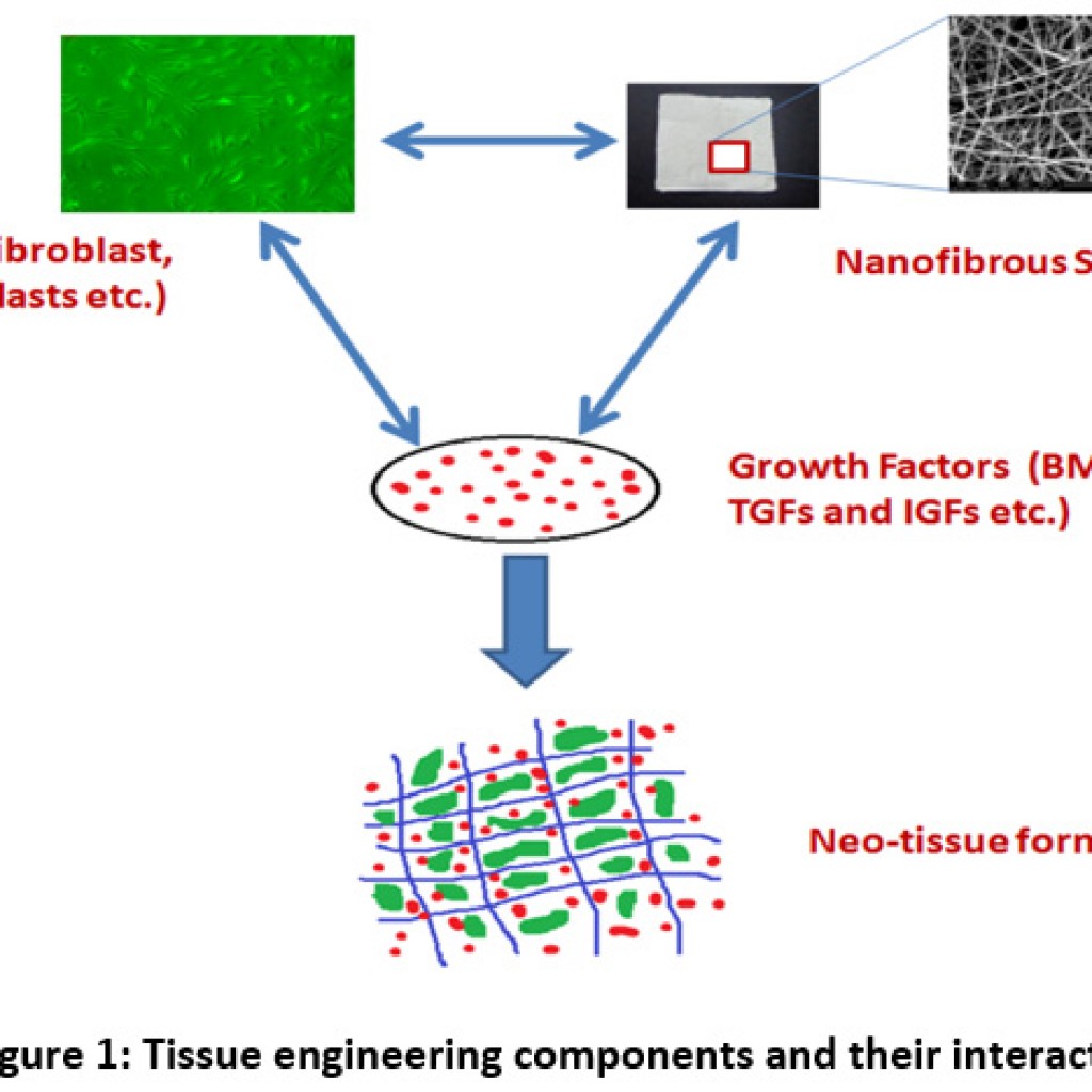 Tissue Engineering: New Paradigm Of Biomedicine – Biosciences ...