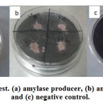 Figure 2: Amylase test. (a) amylase producer, (b) amylase nonproducer and (c) negative control.