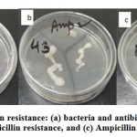 Figure 3: Ampicillin resistance: (a) bacteria and antibiotic free media free, (b) Ampicillin resistance, and (c) Ampicillin sensitive.