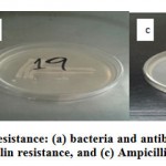 Figure 4: Penicillin resistance: (a) bacteria and antibiotic free media free, (b) Ampicillin resistance, and (c) Ampicillin sensitive.