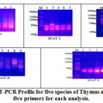 Figure 1: SCoT-PCR Profile for five species of Thymus amplified with five primers for each analysis.