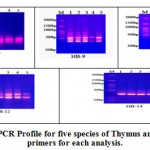 Figure 2: ISSR-PCR Profile for five species of Thymus amplified with five primers for each analysis.