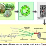 Figure 1: starting from cellulose sources leading to structure (Lavoine et al., 2012).