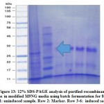 Figure 13: 12% SDS-PAGE analysis of purified recombinant 
