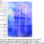 Figure 6: 12% SDS-PAGE analysis of total cell proteins of E.coli BL21 