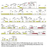 Figure 2: Plastome of wheat cultivar G168 indicating the gene content. The arrow indicate three non-coding genes, e.g., trnI, trnT and trnfM missing in the plastome of the reference wheat cp genome (acc. no. AB042240).