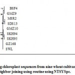 Figure 4: Phylogenetic analysis using chloroplast sequences from nine wheat cultivars and the reference chloroplastid genome (acc. no. AB042240) with neighbor joining using routine using NTSYSpc. 