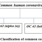 Figure 1: Classification of common coronavirus in humans