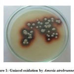 Figure 1: Guiacol oxidation by Amesia atrobrunneaA2