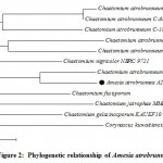 Figure 2: Phylogenetic relationship of Amesia atrobrunnea A2