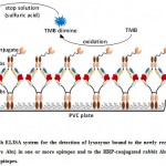 Figure 3: Sandwich ELISA system for the detection of lysozyme bound to the newly recovered camelid Ab (capture Abs) in one or more epitopes and to the HRP-conjugated rabbit Abs (detection Abs) in other epitopes. 