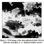 Figure 1: TEM image of the biosynthesized (ZnO NPs) from [Phoenix dactylifera L. cv. Khalas] leaflets extract.