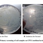 Figure 1: Primary screening of soil samples on CPYA medium having pH 12.
