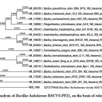 Figure 6: Phylogenetic analysis of Bacillus halodurans RSCVS-PF21, on the basis of related 16s rRNA sequences.