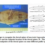 Figure 1: Images to recognize the dorsal spines of non-toxic Lagocephalus wheeleri; 