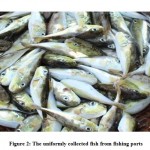  Figure 2: The uniformly collected fish from fishing ports