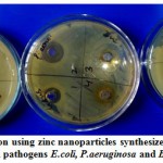 Figure 6: Zone of inhibition using zinc nanoparticles synthesized from Cissus stem against selected pathogens E.coli, P.aeruginosa and B.subtilis.