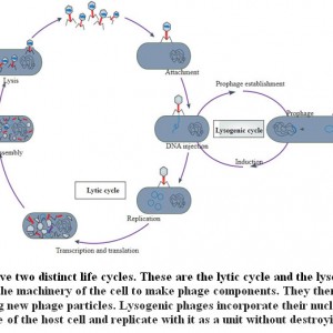 Bacteriophage Structure, Classification, Assembly and Phage Therapy ...