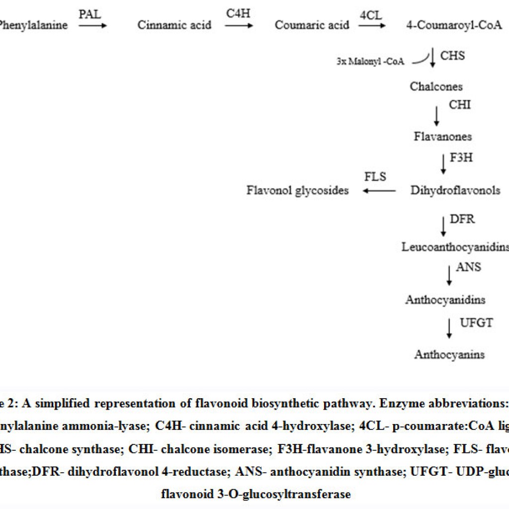 Flavonoid Biosynthetic Pathway: Genetics And Biochemistry – Biosciences ...