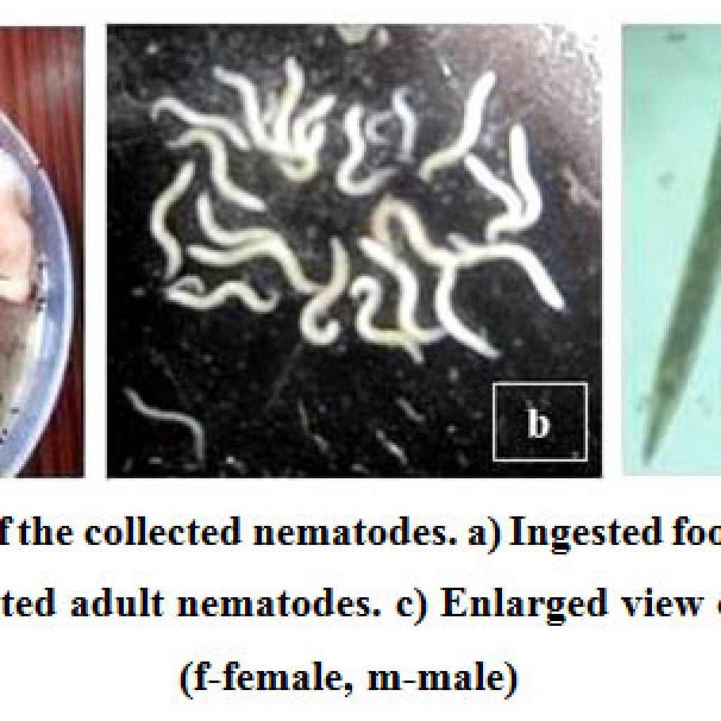 Scanning Electron Microscopic Study of Aplectana Duttaphryni Sou, Sow ...