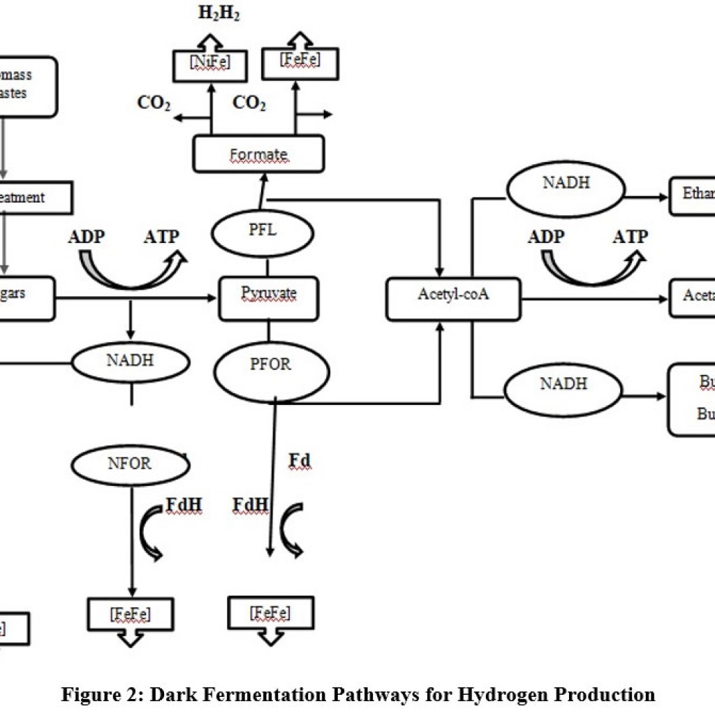 Potential of Bio Hydrogen Production from Dark Fermentation of Sewage