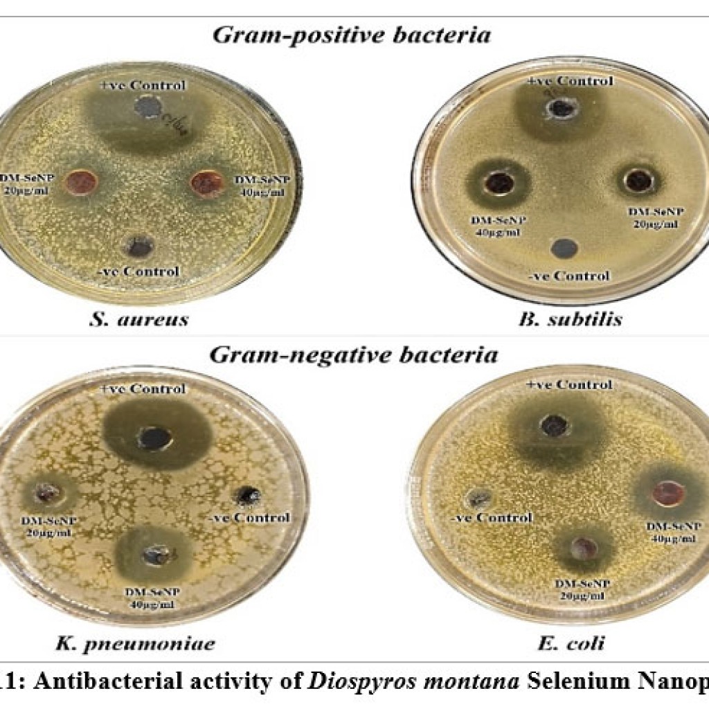 Biogenic Synthesis of Selenium Nanoparticles using Diospyros montana ...