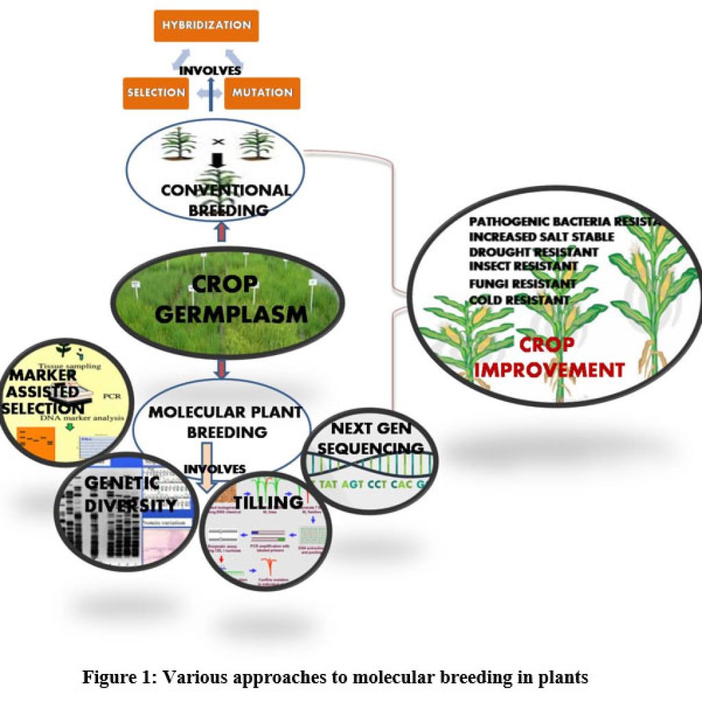 Potential Of Molecular Plant Breeding For Sustaining The Global Food ...