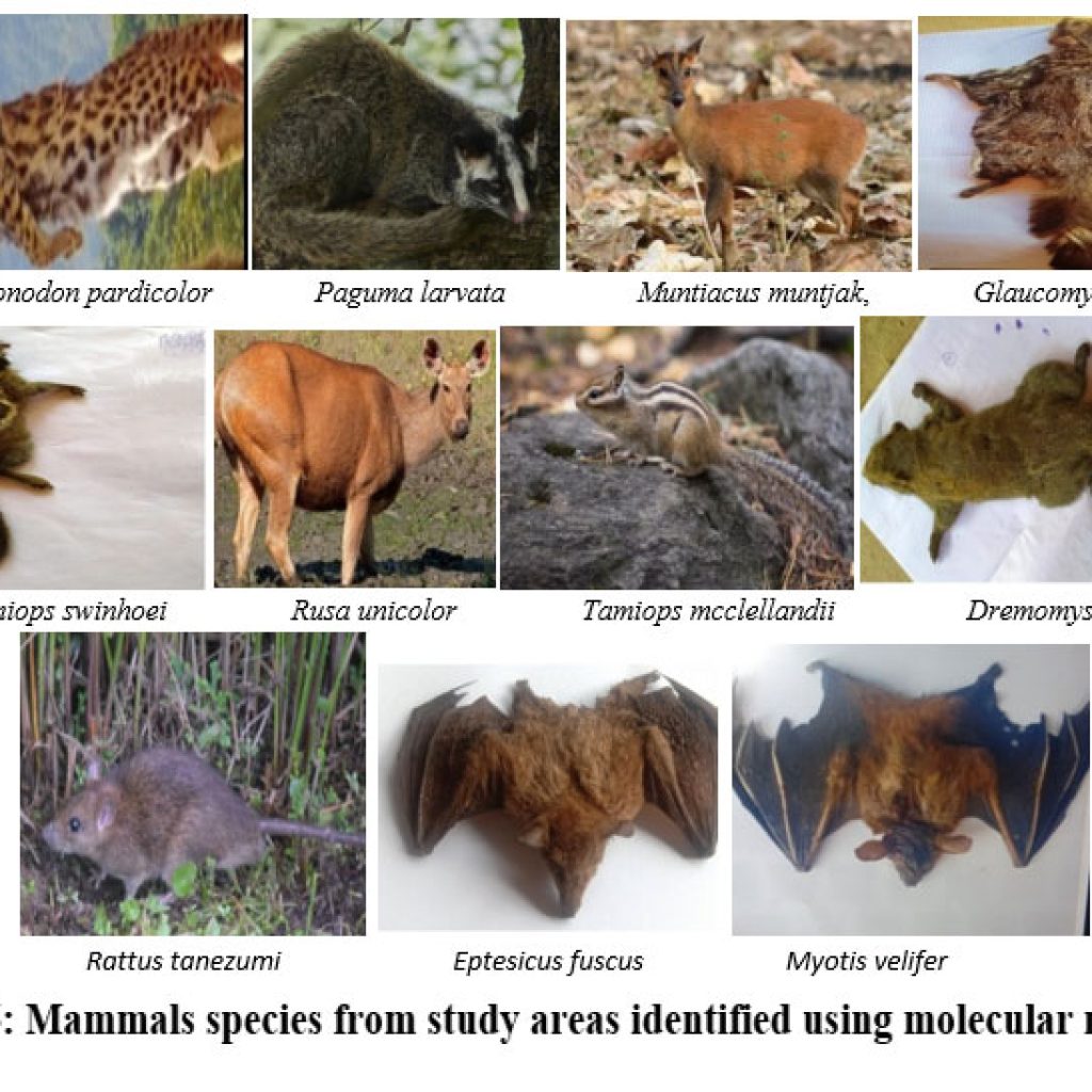 Molecular Identification of the Diversity of Insects, Spiders, Lizards ...