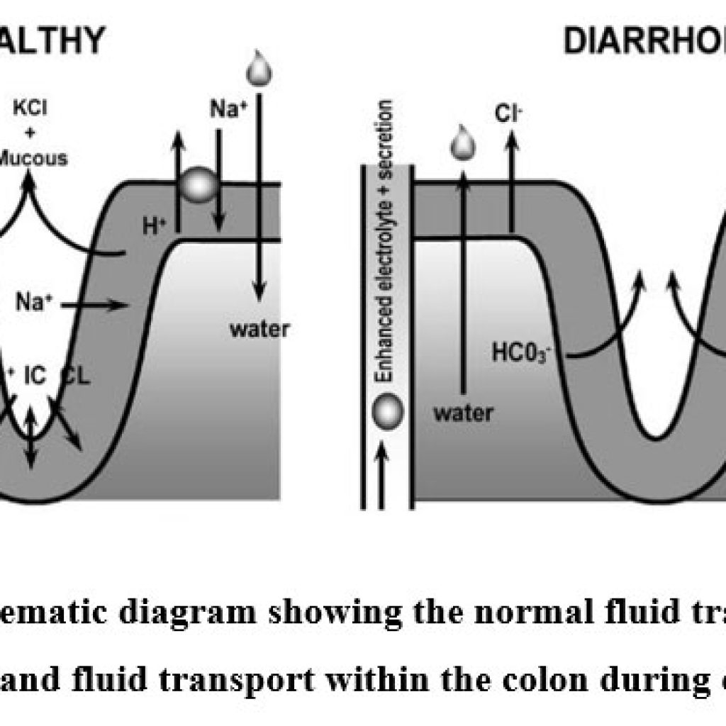 Managing Chemotherapy-Induced Diarrhea: Efficacy of Interventions for ...